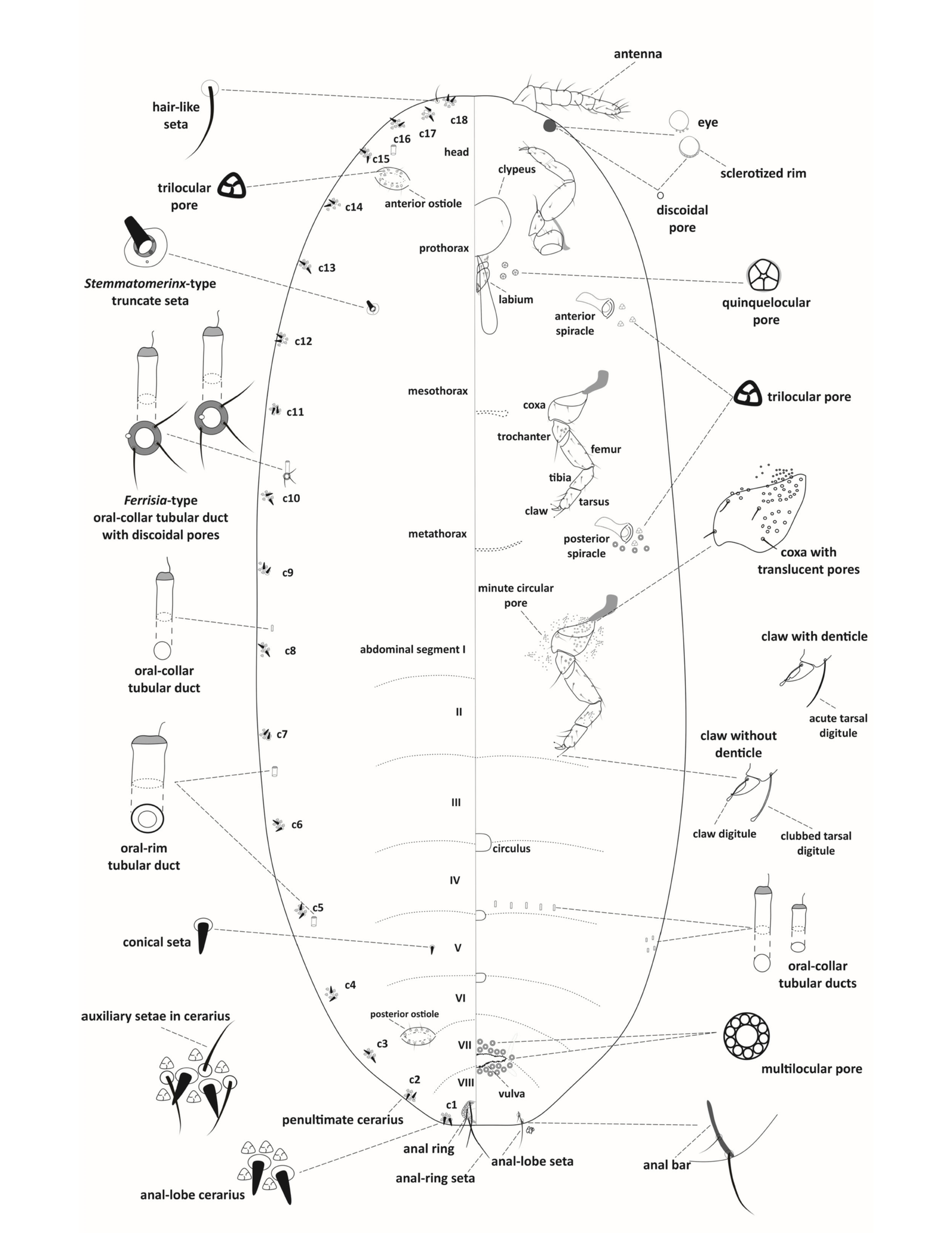 Mealybug Morphology Figure